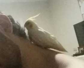 Lost Cockatiel