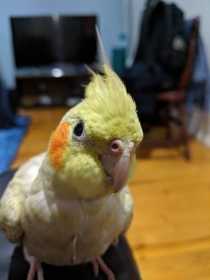 Lost Cockatiel
