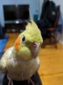 Lost Cockatiel