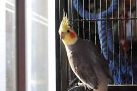 Lost Cockatiel