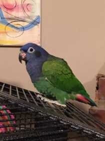 Lost Blue-Headed Pionus