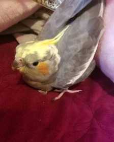 Lost Cockatiel