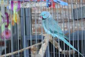 Lost Indian Ringneck Parakeet