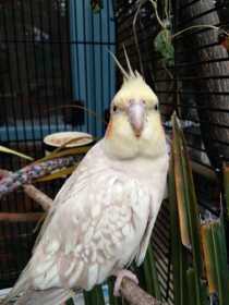 Lost Cockatiel