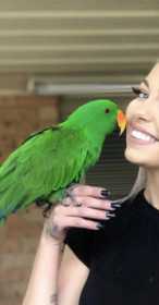 Lost Eclectus