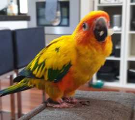 Lost Conure