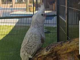 Lost Cockatiel