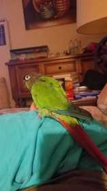 Lost Conure