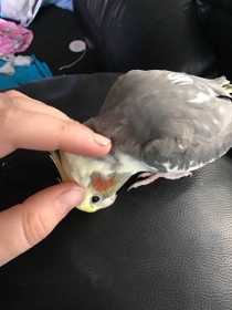 Lost Cockatiel