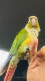 Lost Conure