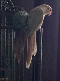 Lost Conure