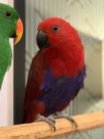 Lost Eclectus