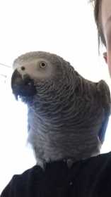 Lost African Grey