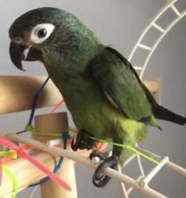 Lost Conure