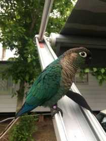 Lost Conure