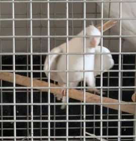 Lost Cockatiel