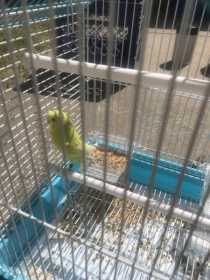 Lost Parakeet