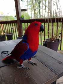 Lost Eclectus