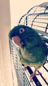 Lost Conure