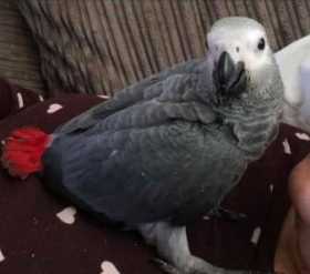 Lost African Grey