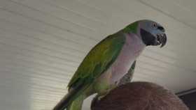 Lost Mustached / Moustached Parakeet
