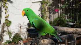 Lost Eclectus