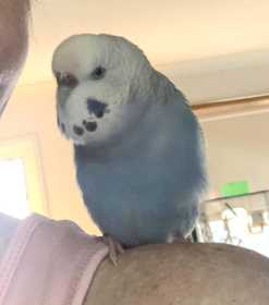 Lost Budgerigar