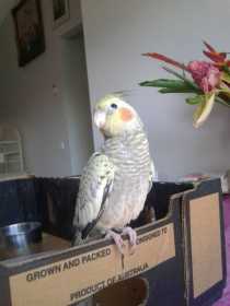 Lost Cockatiel