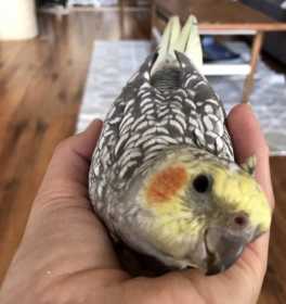 Lost Cockatiel