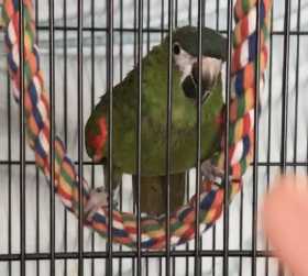 Lost Macaw