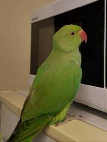 Lost Indian Ringneck Parakeet