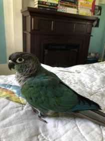 Lost Conure