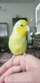 Lost Parrotlet