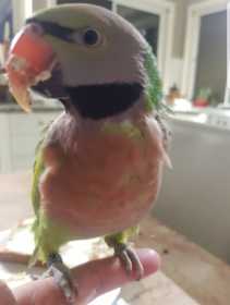 Lost Mustached / Moustached Parakeet