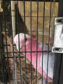 Lost Galah Cockatoo