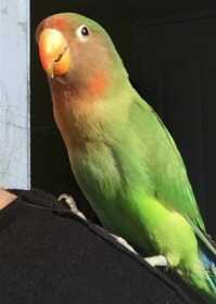 Lost Lovebird