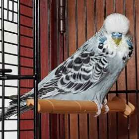 Lost Budgerigar