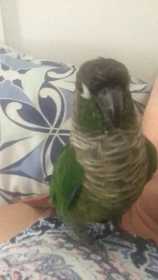 Lost Conure