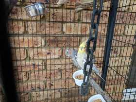 Lost Cockatiel