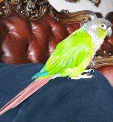 Lost Conure