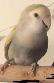 Lost Lovebird