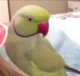 Lost Indian Ringneck Parakeet