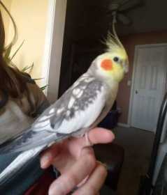 Lost Cockatiel