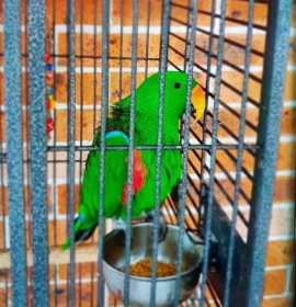 Lost Eclectus