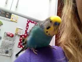 Lost Budgerigar