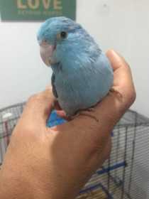 Lost Parrotlet