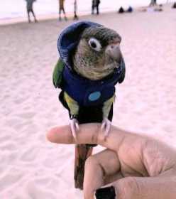 Lost Conure