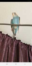 Lost Budgerigar