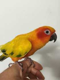 Lost Conure