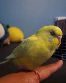 Lost Budgerigar